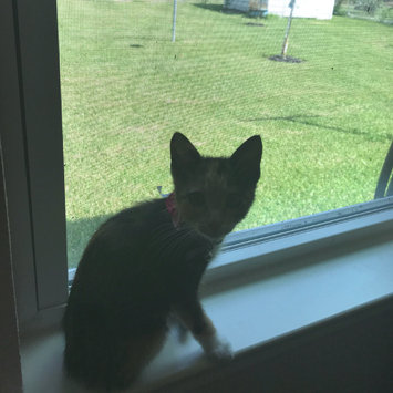 Photo uploaded to #FurryFriends by Sandy D.