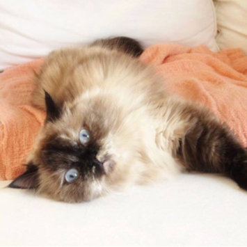 Photo uploaded to #FurryFriends by Amy A.