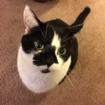 Photo uploaded to #FurryFriends by Becca C.