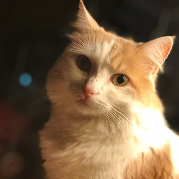 Photo uploaded to #FurryFriends by Tiffany S.
