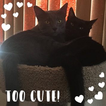 Photo uploaded to #FurryFriends by Karen H.