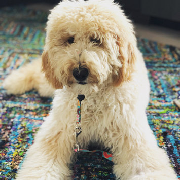 Photo uploaded to #FurryFriends by Samantha S.