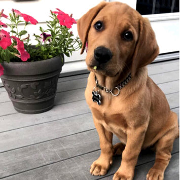 Photo uploaded to #FurryFriends by Erin S.