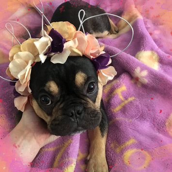 Photo uploaded to #FurryFriends by Stina T.