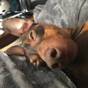 Photo uploaded to #FurryFriends by Samantha B.