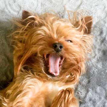 Photo uploaded to #FurryFriends by Breeyen S.