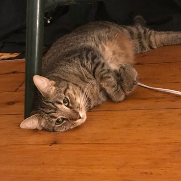 Photo uploaded to #FurryFriends by Jay S.