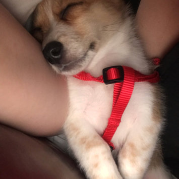 Photo uploaded to #FurryFriends by Alyssa H.