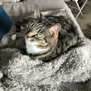 Photo uploaded to #FurryFriends by Jordan P.