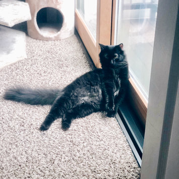 Photo uploaded to #FurryFriends by Amanda W.