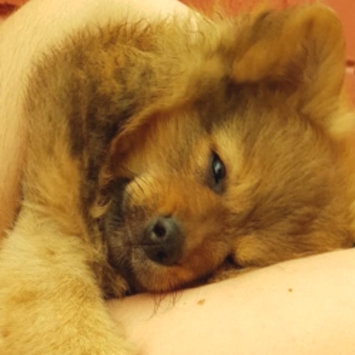 Photo uploaded to #FurryFriends by Diana C.