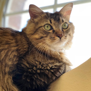 Photo uploaded to #FurryFriends by Michelle C.