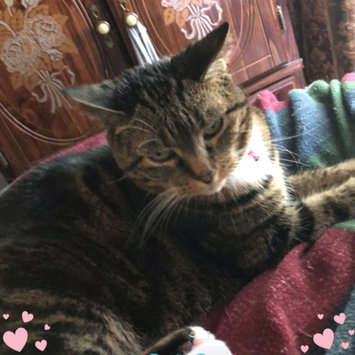 Photo uploaded to #FurryFriends by Wendy C.