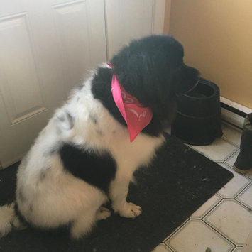 Photo uploaded to #FurryFriends by CA M.