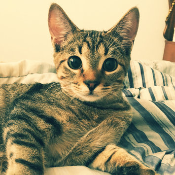 Photo uploaded to #FurryFriends by Angela M.