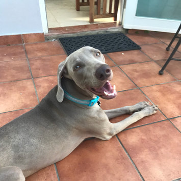 Photo uploaded to #FurryFriends by Ana I.