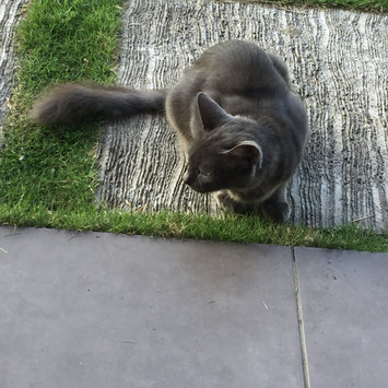 Photo uploaded to #FurryFriends by Tasneem A.