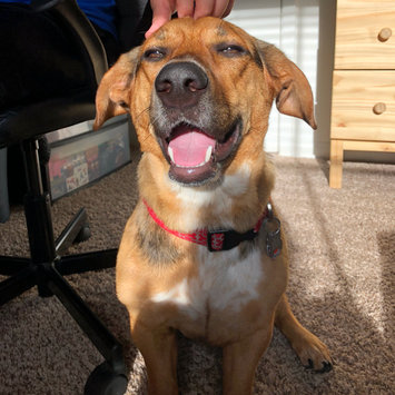 Photo uploaded to #FurryFriends by Amber B.