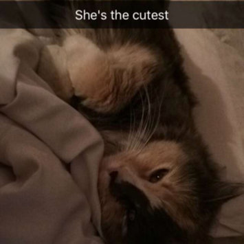 Photo uploaded to #FurryFriends by Skylar H.