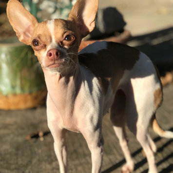 Photo uploaded to #FurryFriends by Stephanie G.