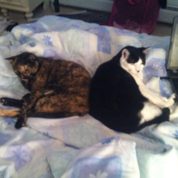 Photo uploaded to #FurryFriends by Dana R.