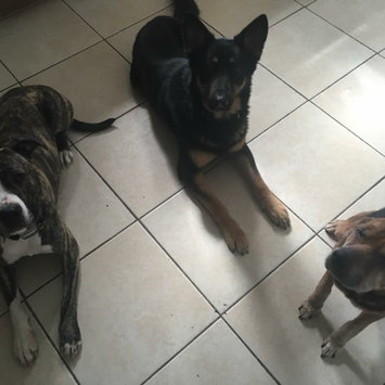Photo uploaded to #FurryFriends by Arica U.