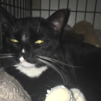 Photo uploaded to #FurryFriends by emily j.