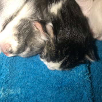 Photo uploaded to #FurryFriends by Mandy M.