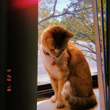 Photo uploaded to #FurryFriends by Krysteena L.