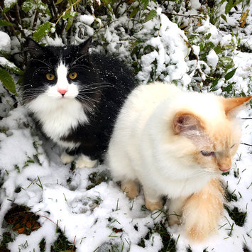 Photo uploaded to #FurryFriends by Ashley R.