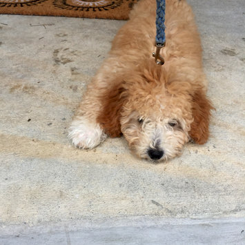 Photo uploaded to #FurryFriends by Andrea D.