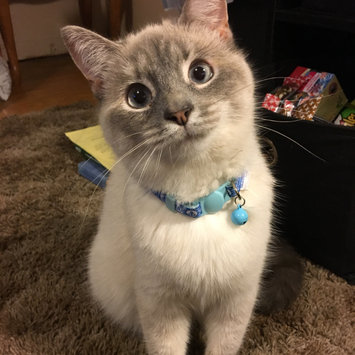 Photo uploaded to #FurryFriends by Steph D.
