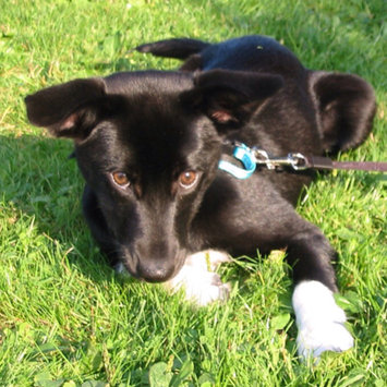Photo uploaded to #FurryFriends by Sarah K.