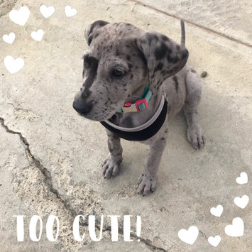 Photo uploaded to #FurryFriends by Genevieve I.