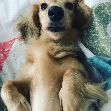 Photo uploaded to #FurryFriends by Stephanie C.