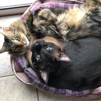 Photo uploaded to #FurryFriends by Alexandra M.