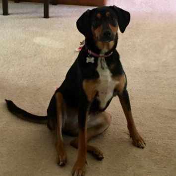 Photo uploaded to #FurryFriends by Schree R.
