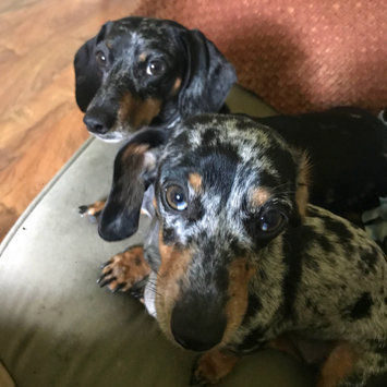 Photo uploaded to #FurryFriends by 🌞Ariel H.