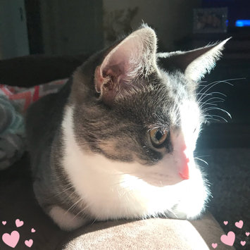 Photo uploaded to #FurryFriends by Sara B.