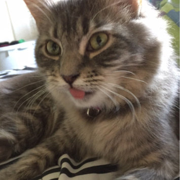 Photo uploaded to #FurryFriends by Haley M.