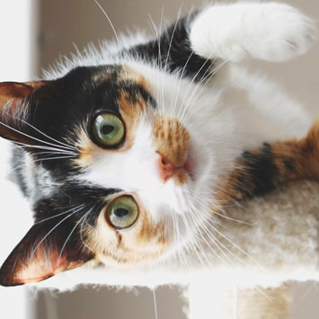 Photo uploaded to #FurryFriends by Kimberly G.
