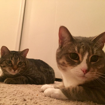 Photo uploaded to #FurryFriends by Angie O.