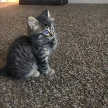 Photo uploaded to #FurryFriends by Sara G.