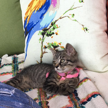 Photo uploaded to #FurryFriends by Angelia M.