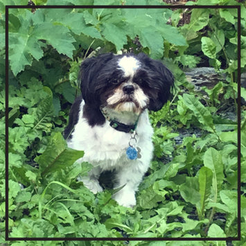 Photo uploaded to #FurryFriends by Nikita M.