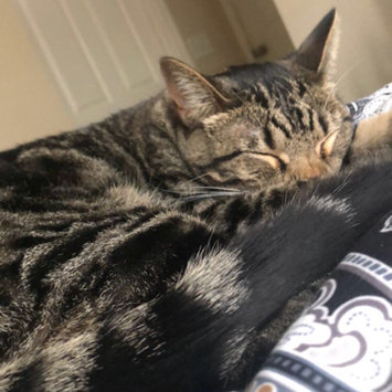 Photo uploaded to #FurryFriends by Hallie P.
