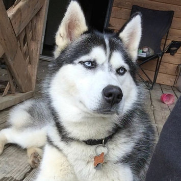 Photo uploaded to #FurryFriends by Kryss M.