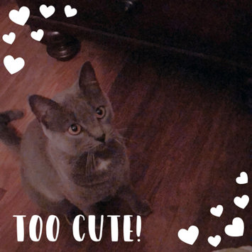 Photo uploaded to #FurryFriends by Karli C.