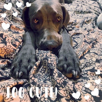 Photo uploaded to #FurryFriends by Kelly R.