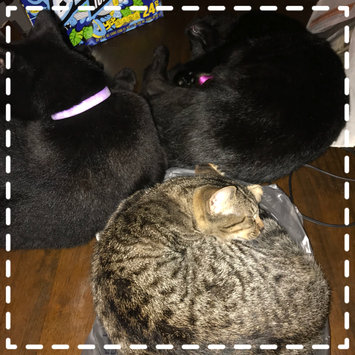 Photo uploaded to #FurryFriends by Raven A.